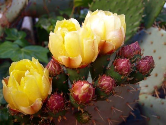Cactus Yellow Flowering Houseplants