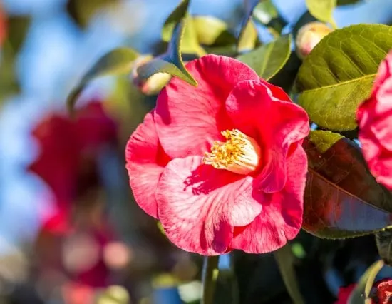 Camellia Rose Alternative Flowers