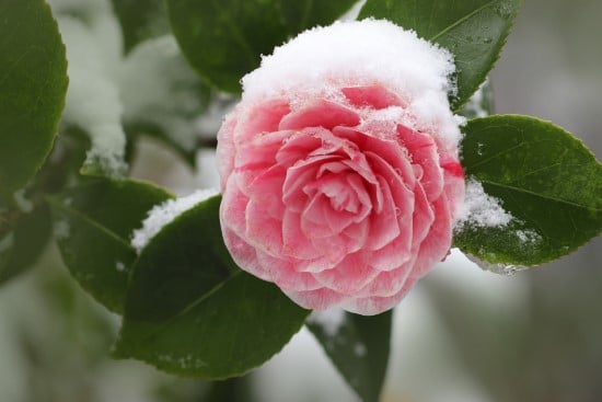 Camellia Winter Flowering Bulbs