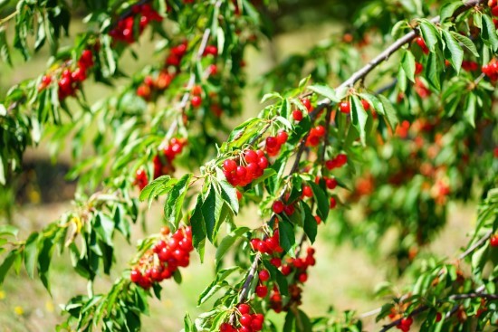 Cherry Trees Dwarf Fruit Trees