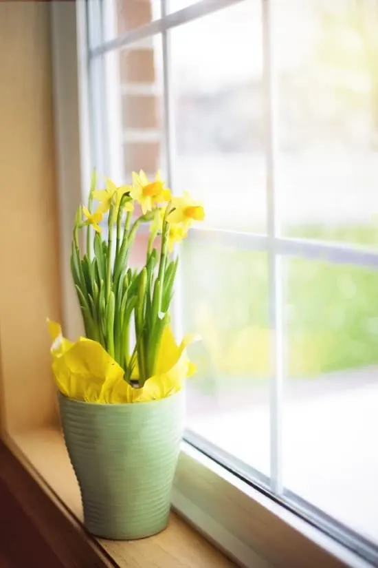 Daffodil Yellow Flowering Houseplants