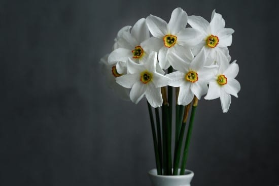 Daffodils Winter Flowering Bulbs