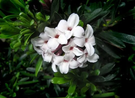 Daphne Shrub Winter Flowering Bulbs