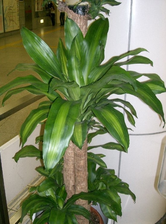 Dracaena Massangeana Easy Care Indoor Plants