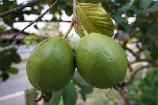 Guava and Guapple Best Green Fruit Plants