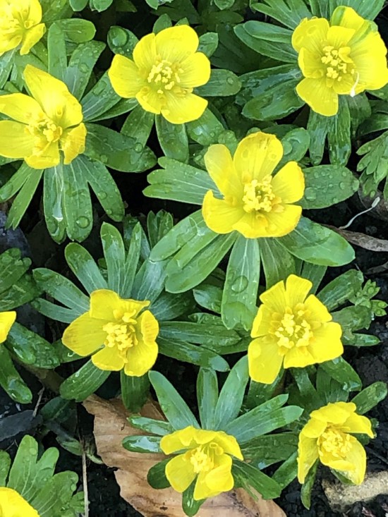 How To Grow Winter Aconite Flowers 4