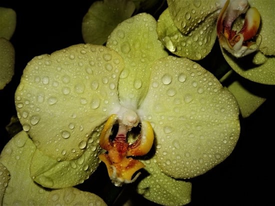 How To Water Orchids
