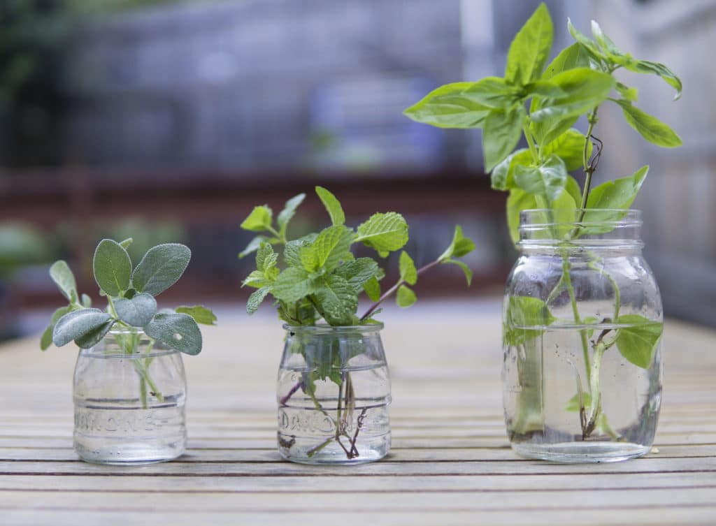 How to grow basil in water