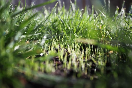 How to overseed lawn without aerating