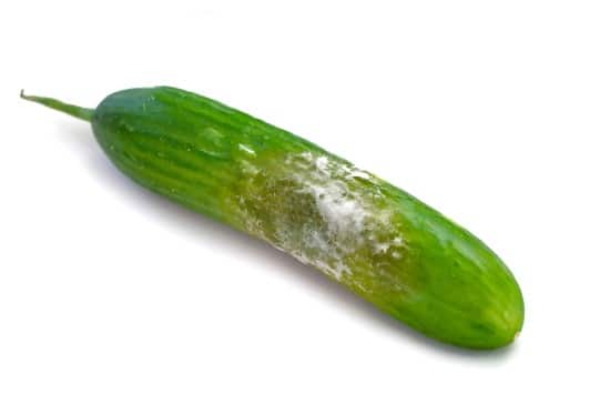 How to tell if cucumbers are bad