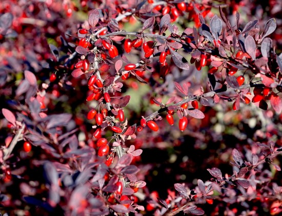 Japanese Barberry Red Leaf Plants
