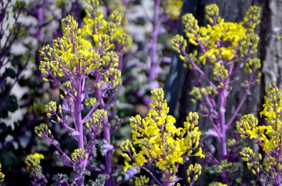 Kale Frost Tolerant Flowers