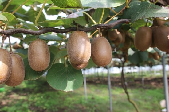 Kiwi 18 of the Edible Vine Plants to Grow Vertically at Home
