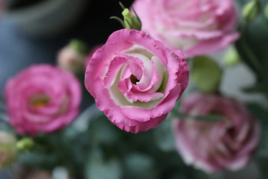 Lisianthus Rose Alternative Flowers