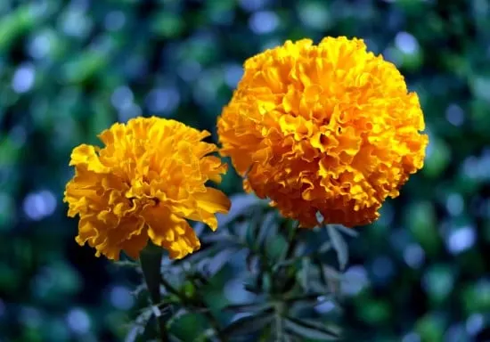 Marigold Frost Tolerant Flowers