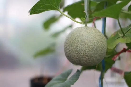 Melon 18 of the Edible Vine Plants to Grow Vertically at Home