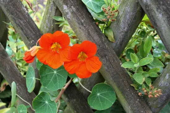 Nasturtium 18 of the Edible Vine Plants to Grow Vertically at Home