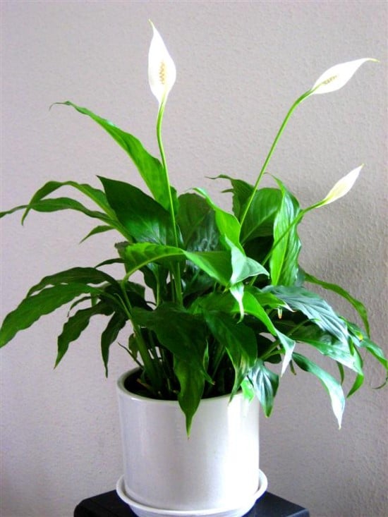 Peace Lily or Spathiphyllum Easy Care Indoor Plants