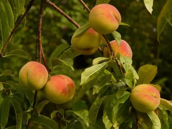 Peach Tree Cool Climate Fruit Trees