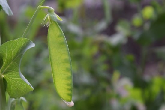 Peas 18 of the Edible Vine Plants to Grow Vertically at Home