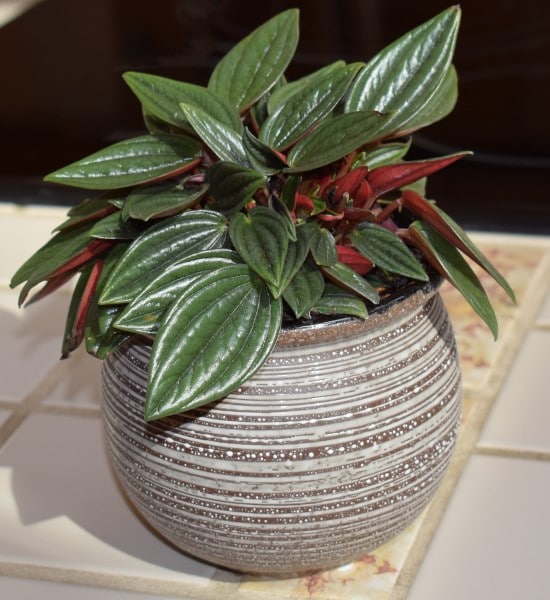 Peperomia Best Terrarium Plants for Your Home