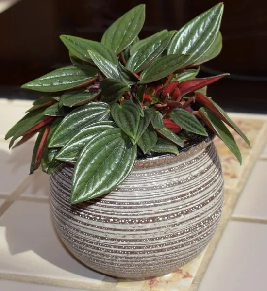 Peperomia Best Terrarium Plants for Your Home
