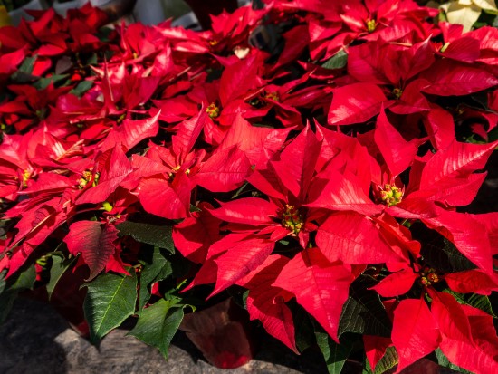 Poinsettia Red Leaf Plants