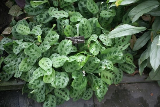Prayer Plant Best Terrarium Plants for Your Home
