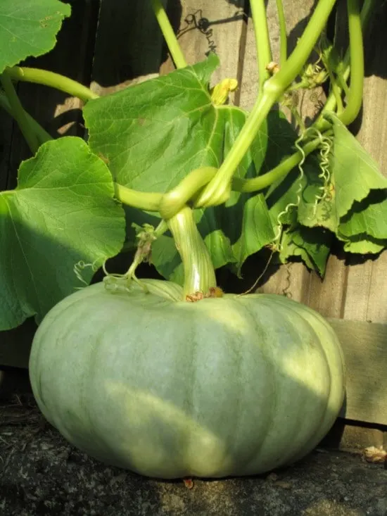 Pumpkin 18 of the Edible Vine Plants to Grow Vertically at Home