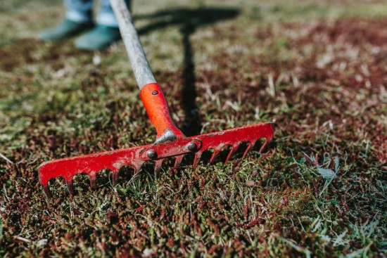 Rake to loosen the soil and remove thatch How to overseed lawn without aerating