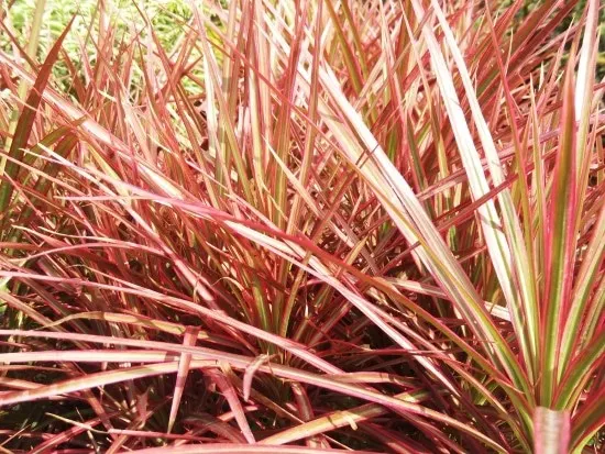 Red Age Dracaena Red Leaf Plants