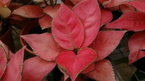 Red Aglaonema Red Leaf Plants