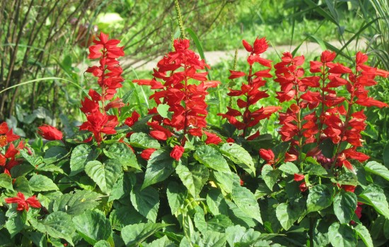 Red Salvia Red Perennial Flowers