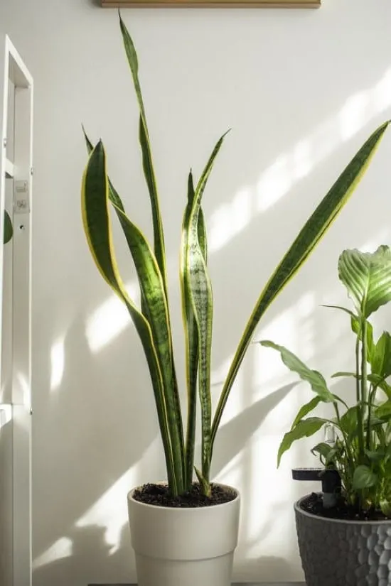 Sansevieria or Mother in laws Tongue Plant Easy Care Indoor Plants