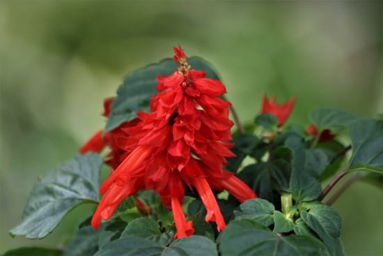 Scarlet Sage Red Flowering Shrubs 1