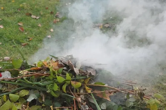 Smoking How To Protect Plants from Frost