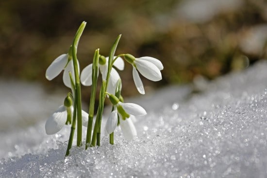 Snowdrops Winter Flowering Bulbs