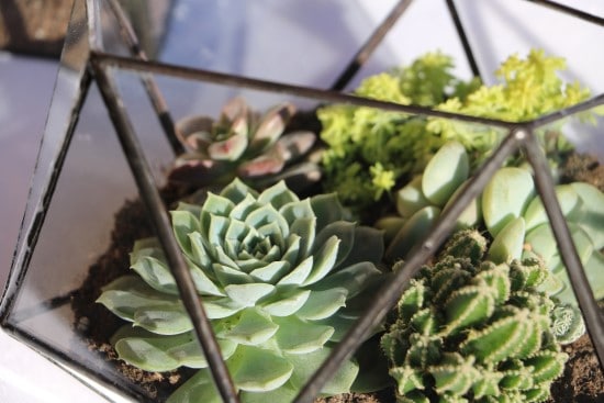 Succulents Best Terrarium Plants for Your Home