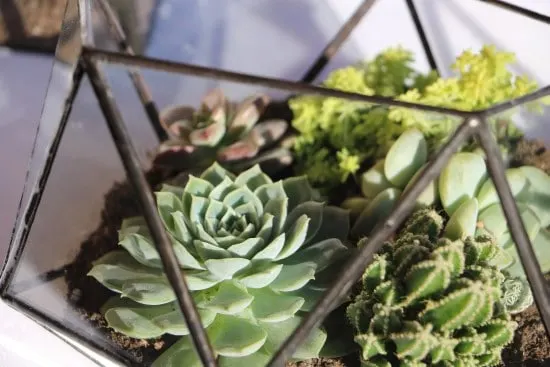 Succulents Best Terrarium Plants for Your Home