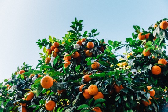 Tangerine Trees Dwarf Fruit Trees