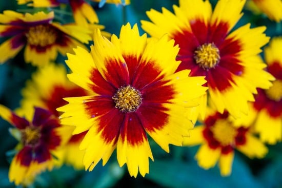Threadleaf Coreopsis Red Perennial Flowers