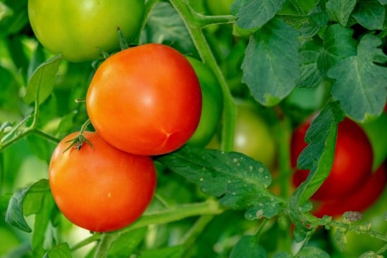 Tomatoes 18 of the Edible Vine Plants to Grow Vertically at Home
