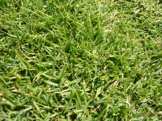 When To Plant Zoysia Grass Seed 1