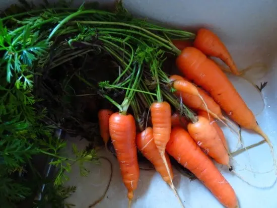 Where Did Carrots Originate Modern Carrots