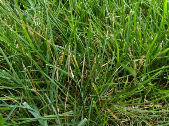 Why Is My Grass Turning Yellow