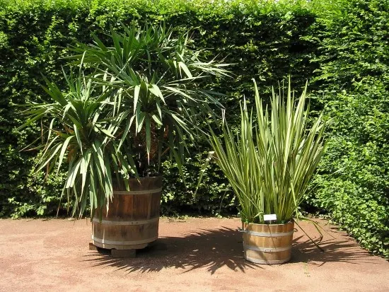 Yucca Spiky plants