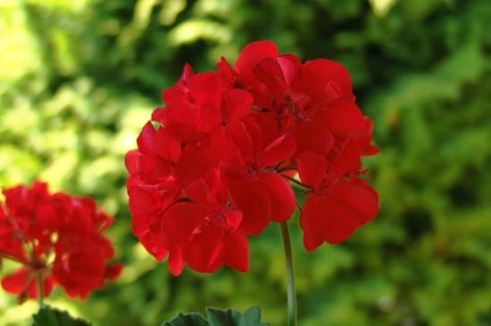 Zonal Geranium Red Perennial Flowers