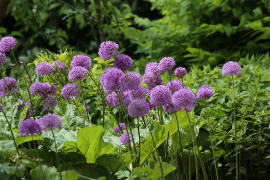 Alliums Easiest Perennial to Grow from Seed