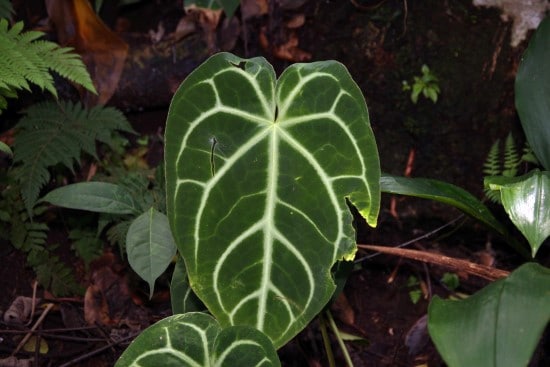 Anthurium crystallinum Leaf Anthurium Crystallinum Vs Clarinervium