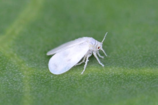 Are Whiteflies Harmful To Humans